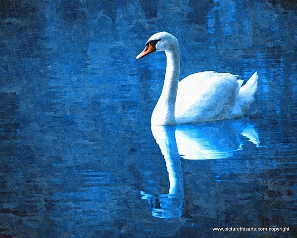 No 29. Solo swan.