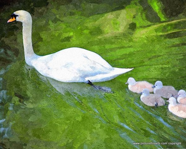 No 30. Swan and following cygnets.