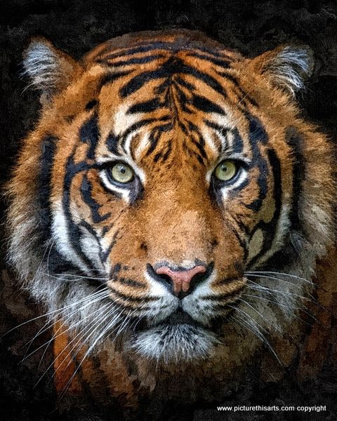 No 25. Full on Tiger head portrait.