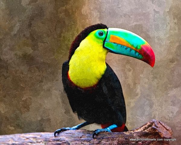 No 31. Tucan.
