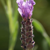 17.1316 Lavender