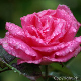 17.0066 Raindrops on a Rose