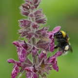 17.0067 Bee's Food