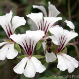 17.1044 Pelargonium and Bee
