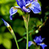 17.1047 Iris