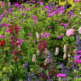 17.1049 Herbaceous Border