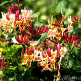 17.1055 Honeysuckle