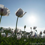 17.1056 Durweston Poppies