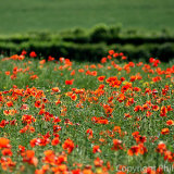 17.5705 Poppy Field
