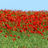 17.5701 Poppies in Rape