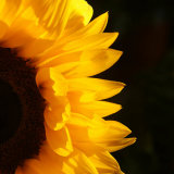 171761 Sunflower