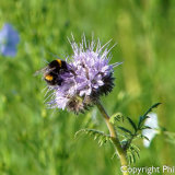 185594 Bee on Phacelia