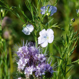 185620 Phacelia and Linseed