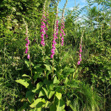 201719 Foxgloves