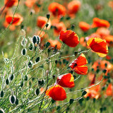 201710 Poppies