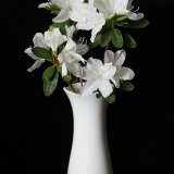 17.5447 White Rhododendron