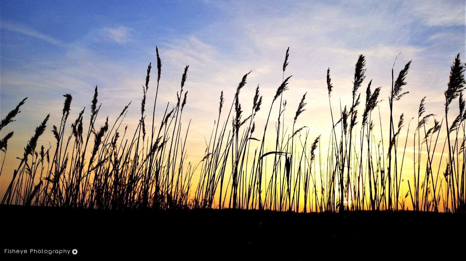Minsmere Grass