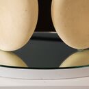 two shells carved in stone