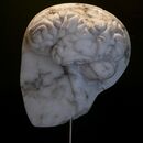 stone carving of half brain and half face