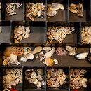 Worn seashell collection