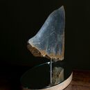 a tropical fish made of stone