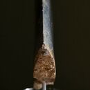 a tropical fish made of stone