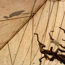 breakfast with the birds