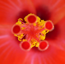 stamen1