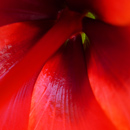 stamen3