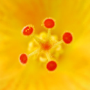 stamen5