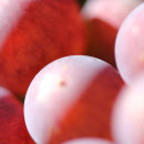 grapes02