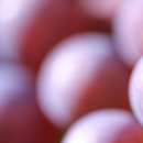 grapes03