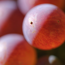 grapes04