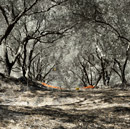 olive trees in crete