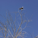 osprey waits on low isles