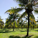 palm plantation