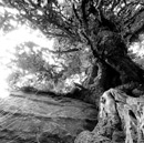 tree on a rock