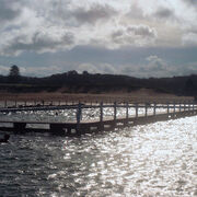 Swimmer, Narrabeen