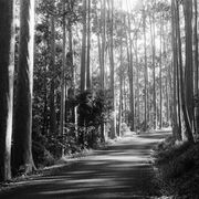 Cumberland State Forest, Sydney