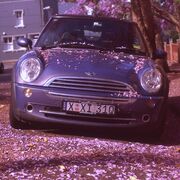 Mini with jacaranda, Sydney