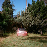 Giant cactus, Tallawong