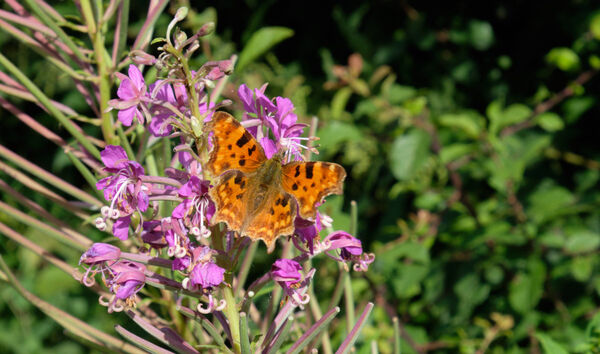 Butterfly on Canalside Plant