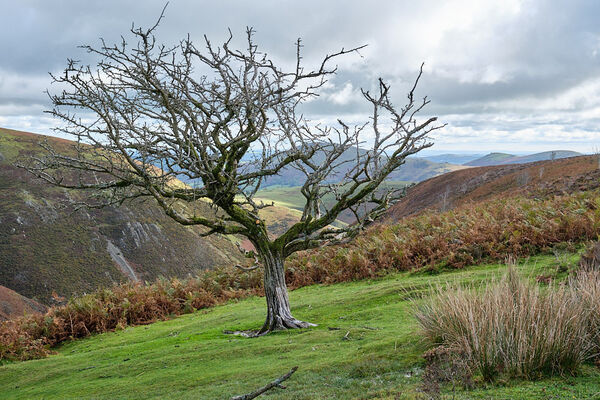 Lone Tree on Long Mynd