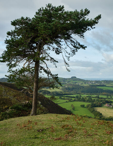 View from Snailbeach looking West.