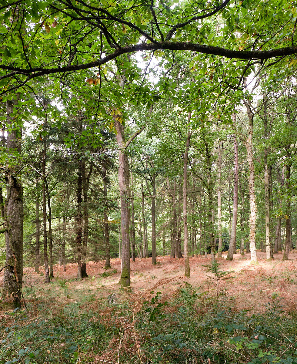 Woodland Scene Mortimer Forest