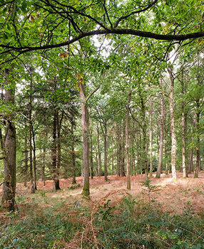 Woodland Scene Mortimer Forrest