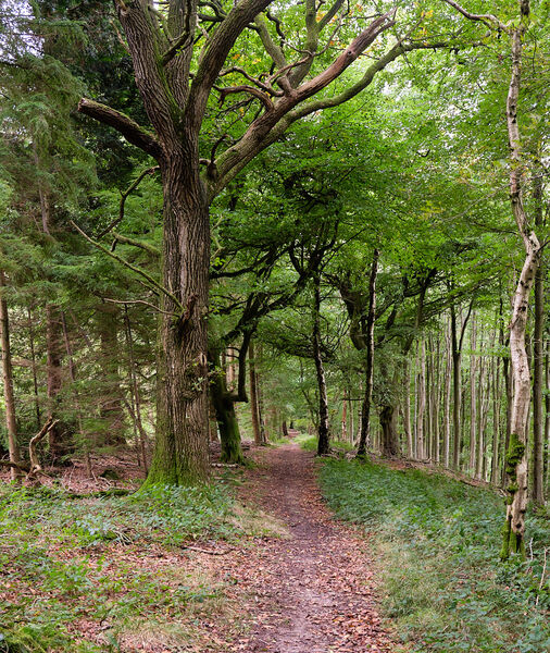 Woodland Scene towards Craven Arms