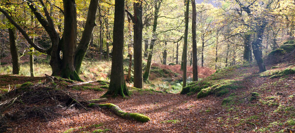 Woodland View Grassmere Cumbria