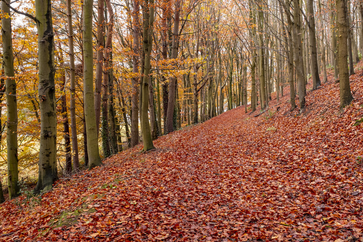 Woodland in Autumn Clours