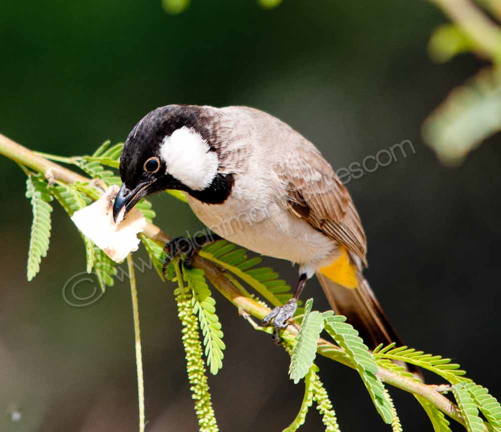 Bulbul with food